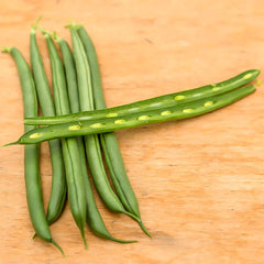 Seychelles Bean