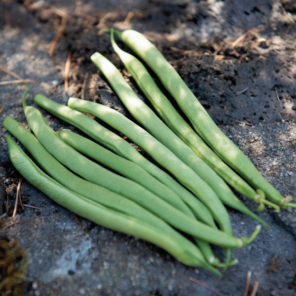Oregon 91 G Bean