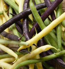 Tricolour Bean Blend