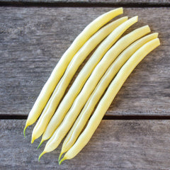 Gold Rush Bean
