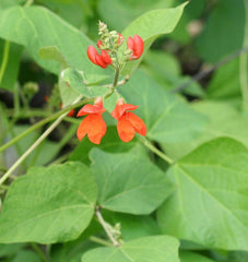 Scarlet Emperor