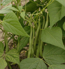 Maxibel Organic