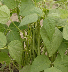 Maxibel Organic