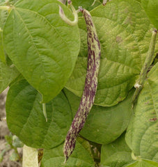 Dragon Tongue