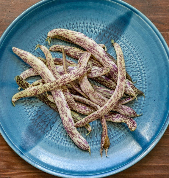 Dragon Tongue
