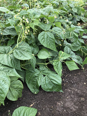 Goliath Organic