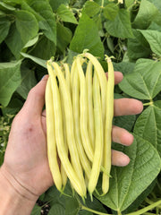 Gold Rush Organic