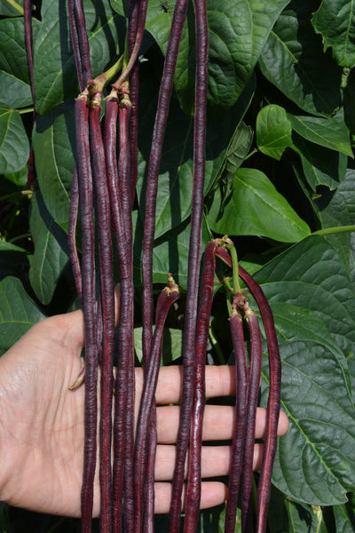 Red Noodle
