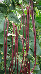 Red Noodle