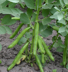 Eleonora Organic