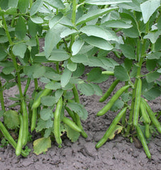 Eleonora Organic