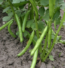 Eleonora Organic