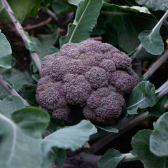 Purple Magic Broccoli