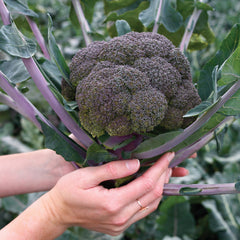 Purple Magic Broccoli