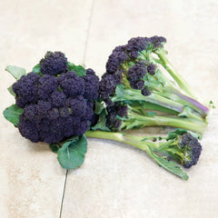Burgundy Broccoli