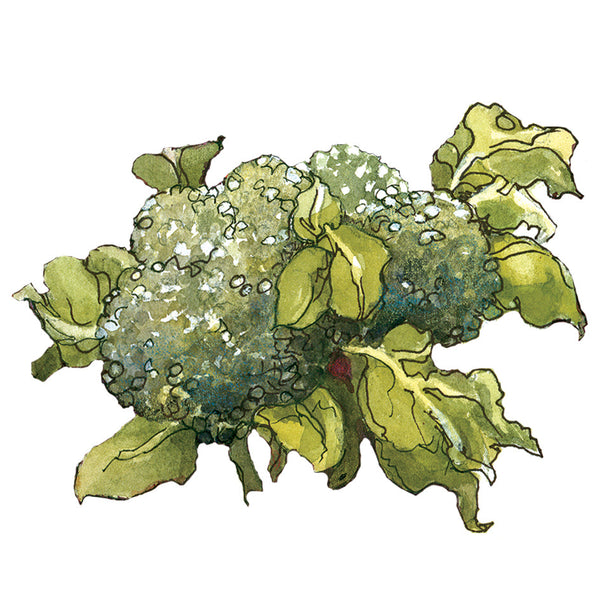 Hybrid Blend Broccoli
