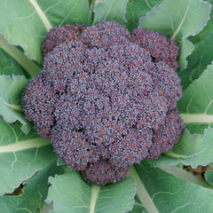 Jacaranda Broccoli