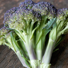 Jacaranda Broccoli