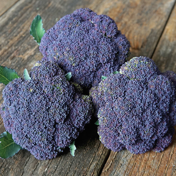 Jacaranda Broccoli