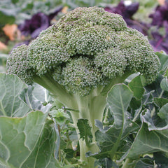 Belstar Broccoli