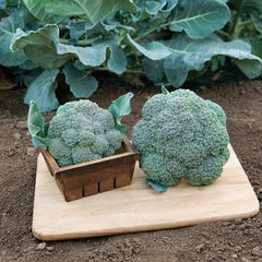 Belstar Broccoli