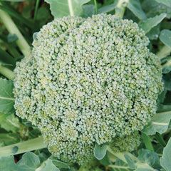 Gemini Broccoli