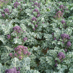 Santee Broccoli