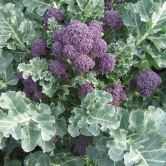 Santee Broccoli