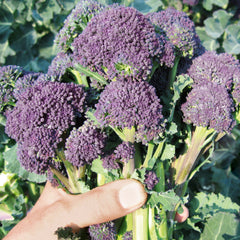 Santee Broccoli