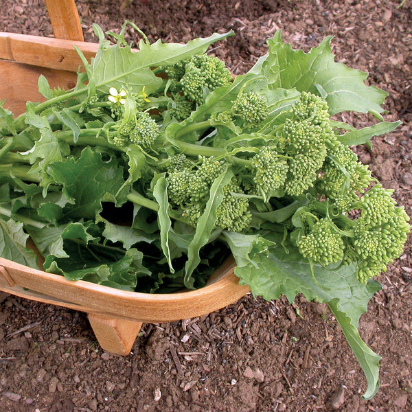 Sorrento Raab Broccoli