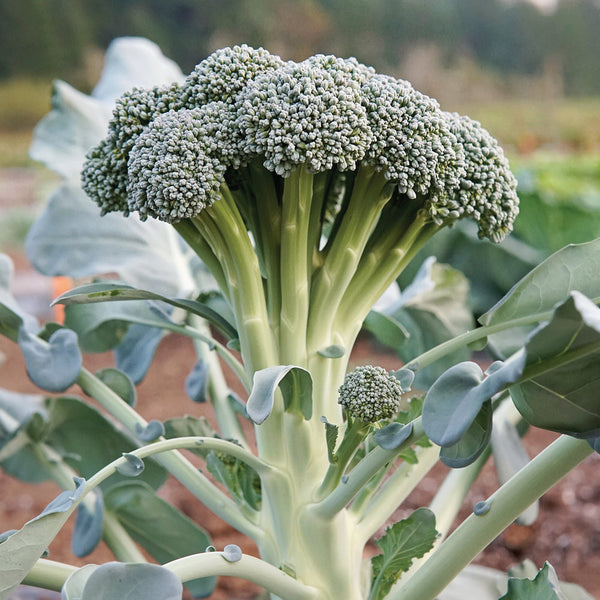 Monflor Broccoli