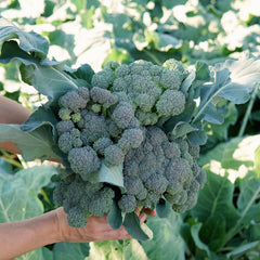 Monflor Broccoli