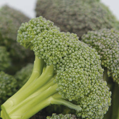 Monflor Broccoli