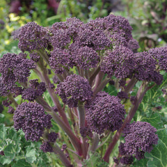 Purple Sprouting Broccoli