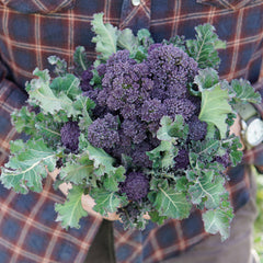 Purple Sprouting Broccoli
