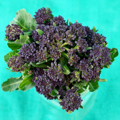 Purple Sprouting Broccoli