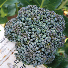 Umpqua Broccoli