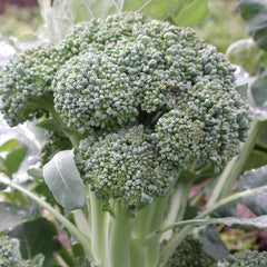 Thompson Broccoli