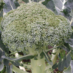Fiesta Broccoli
