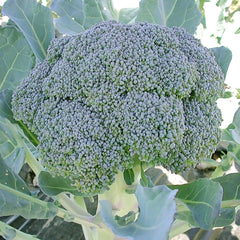 Gypsy Broccoli
