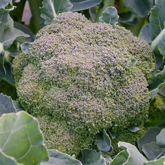 De Ciccio Broccoli