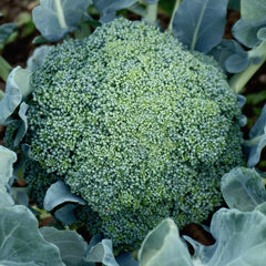 Emerald Crown Broccoli