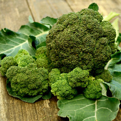 Sequoia Broccoli