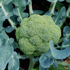 Millennium Broccoli