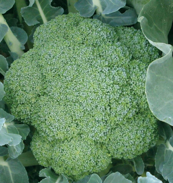Green Magic F1