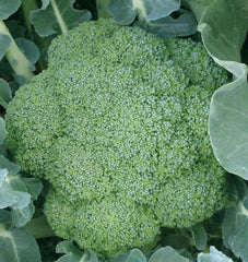Green Magic F1