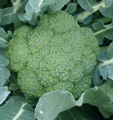Green Magic F1