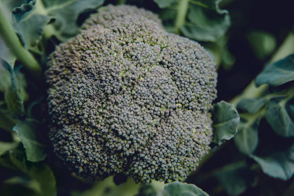 Belstar F1 Organic