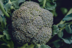 Belstar F1 Organic