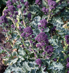 Santee F1 Organic